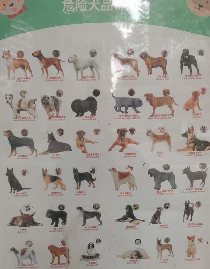 危险犬种品类