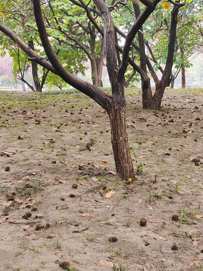 静悟园松鼠