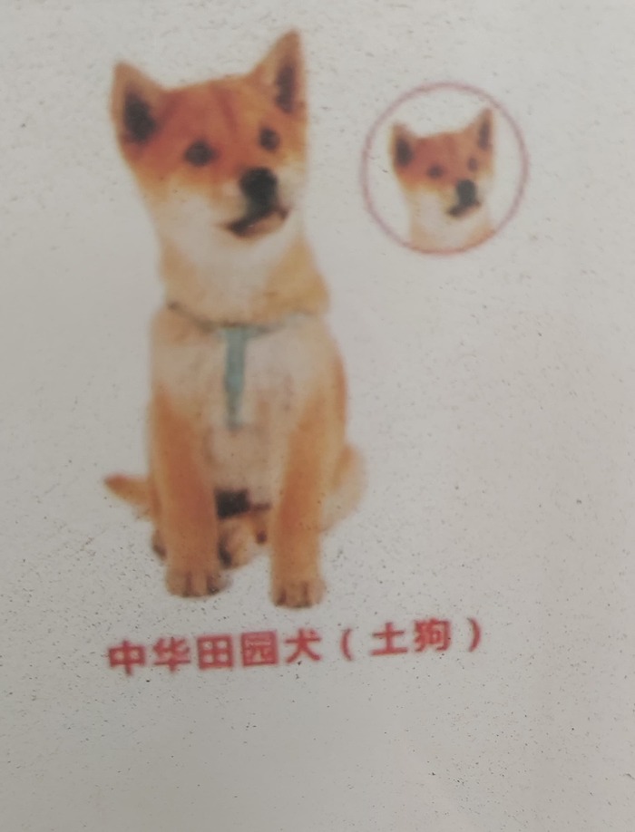 土狗